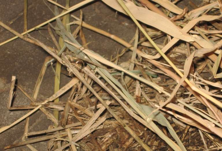 The production of bio-fuel from straw